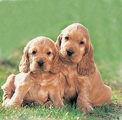 Размеры собак