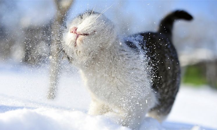 Зима, снег и животные!